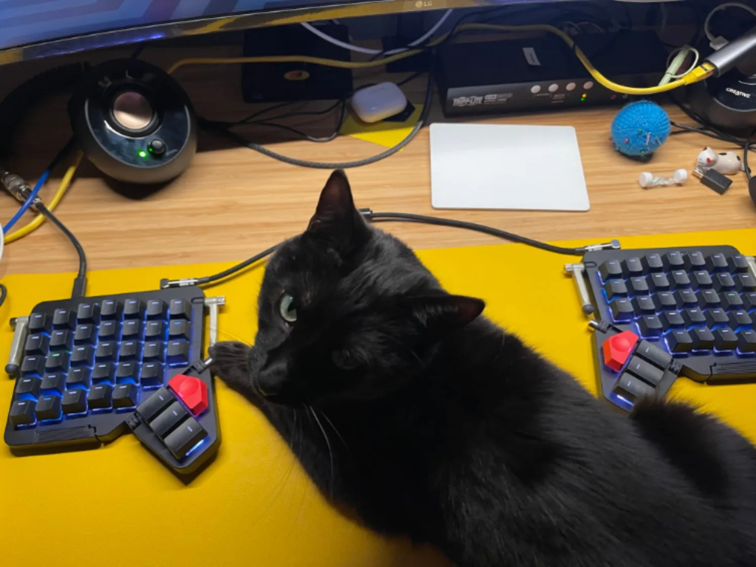 Toast the cat