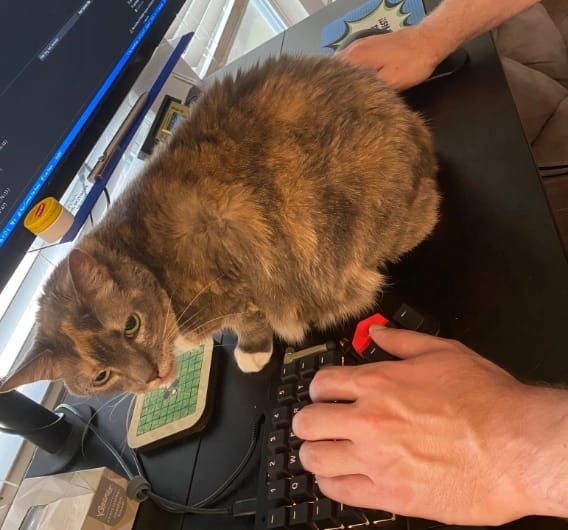 Phoebe the cat