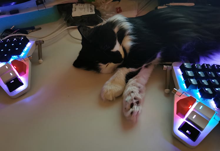 Loke the cat