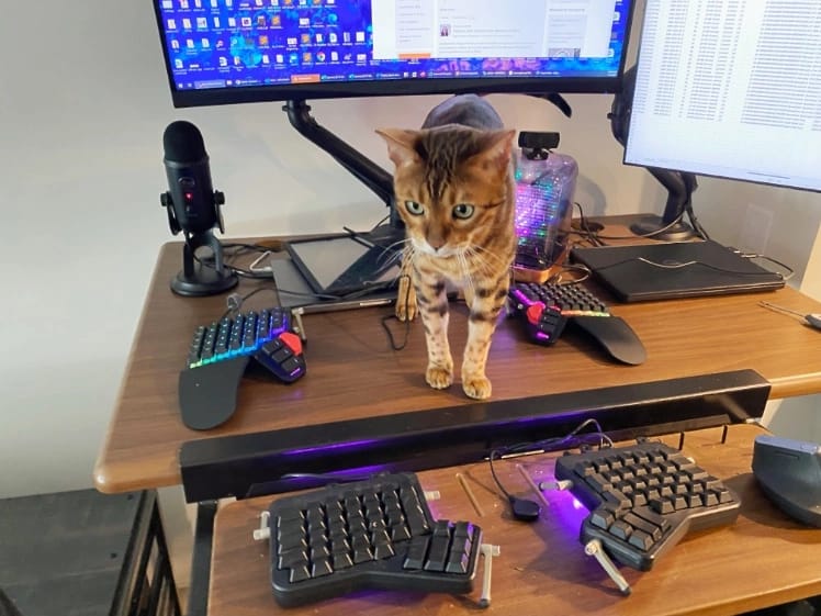 Babou the cat