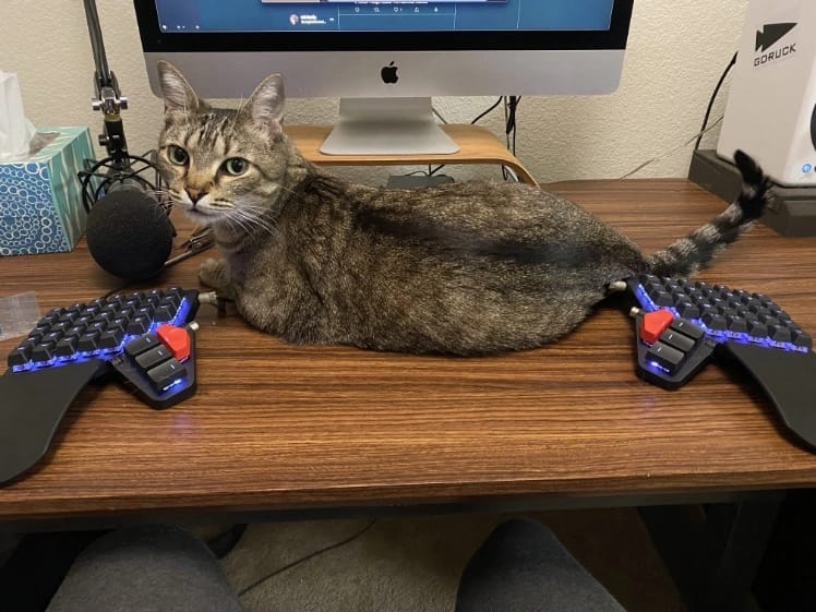 Swanson the cat