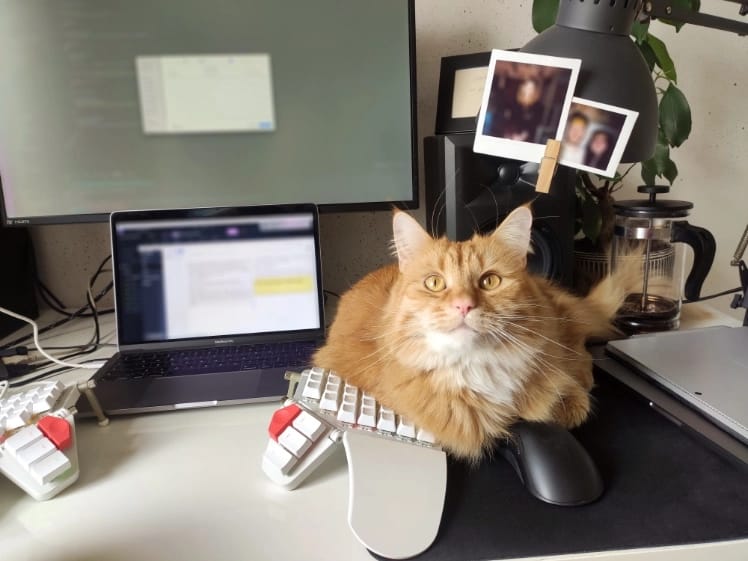 Saffron the cat