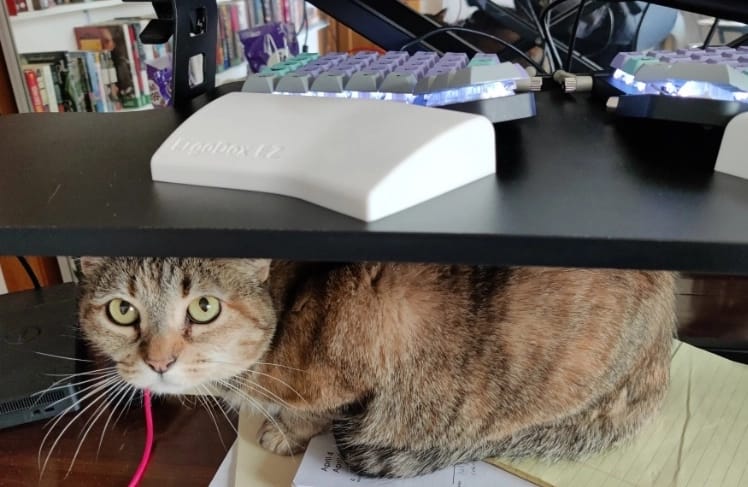 Piku the cat