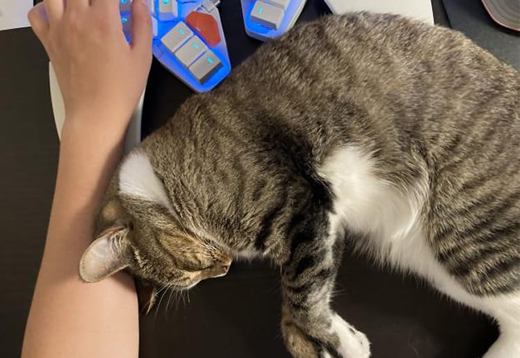 KPOP the cat