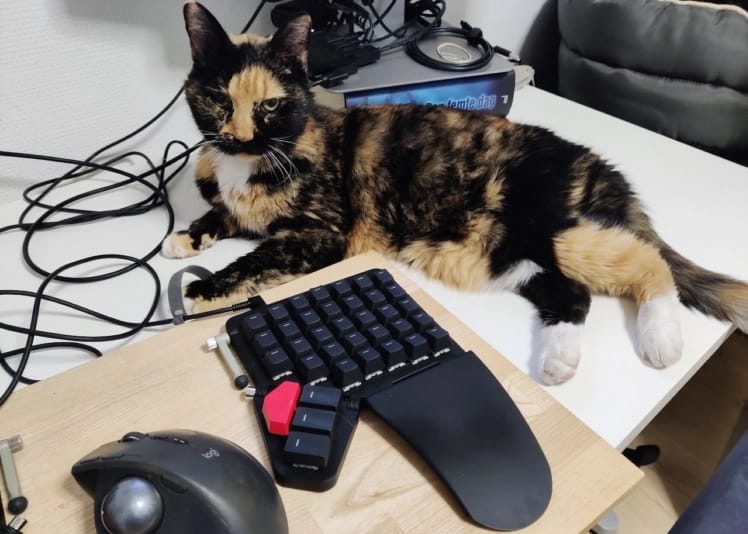 Tilde the cat