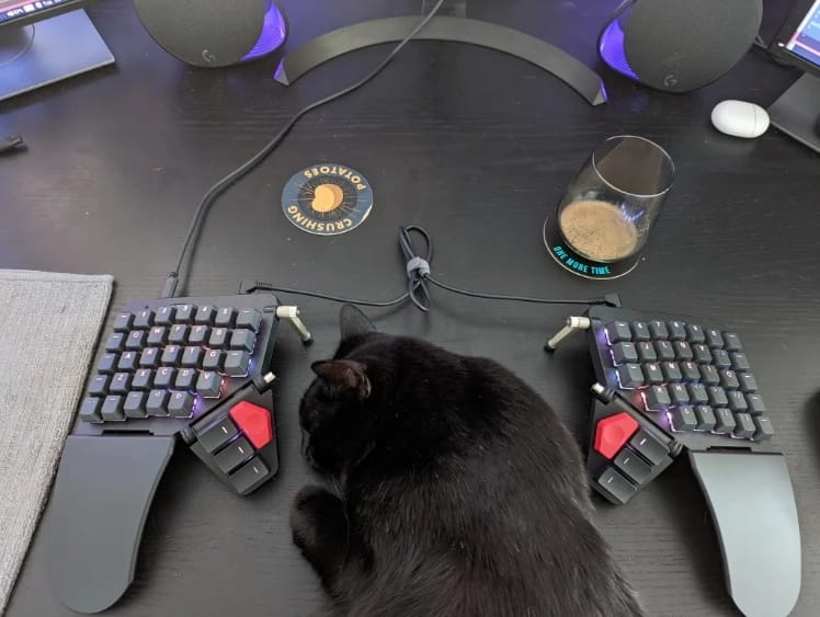 Moo the cat
