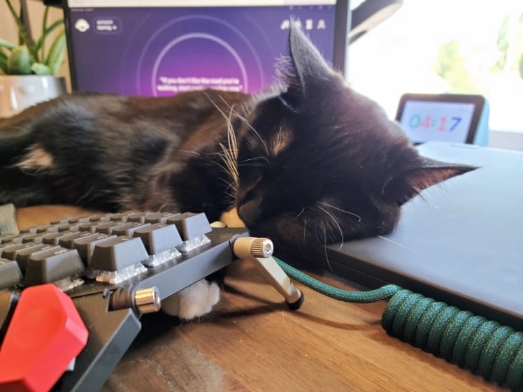 Jo the cat