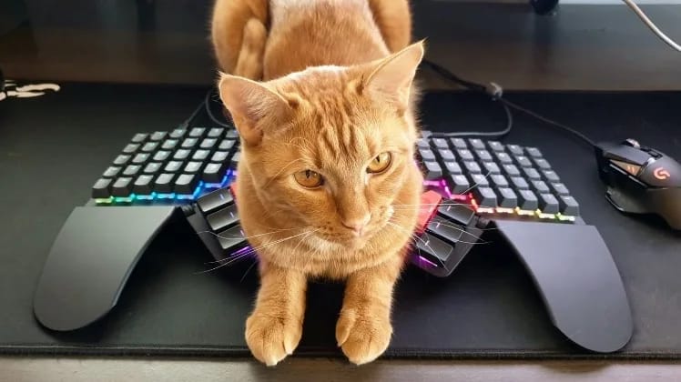Lucifer the cat