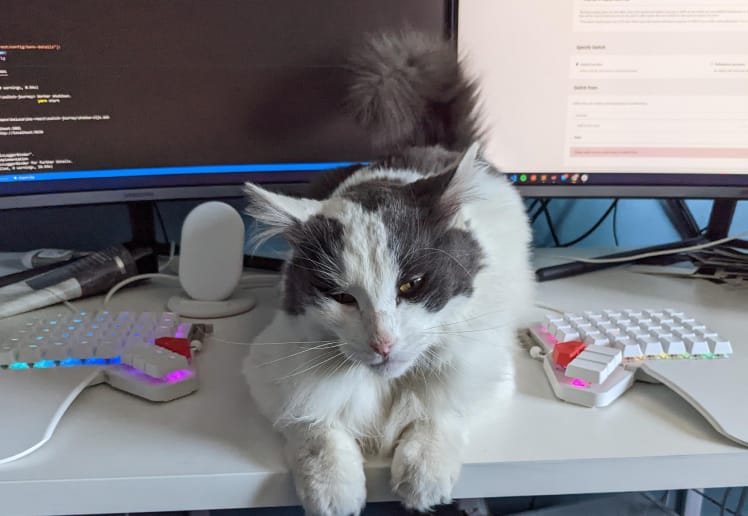 Atticus the cat