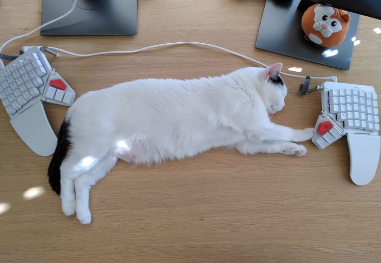 Ella the cat