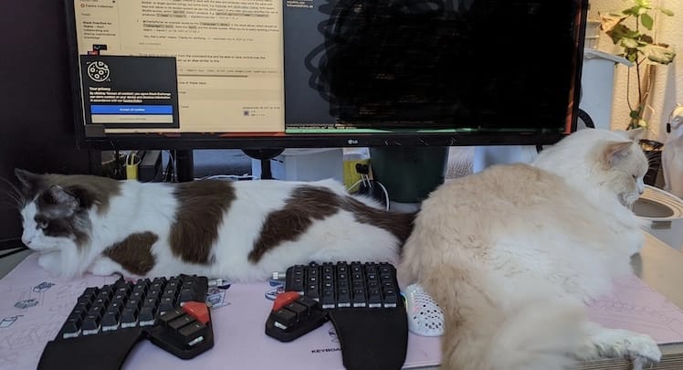 Dana's two ragdoll cats