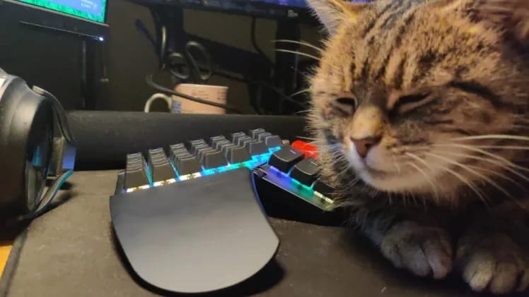 Paula the cat