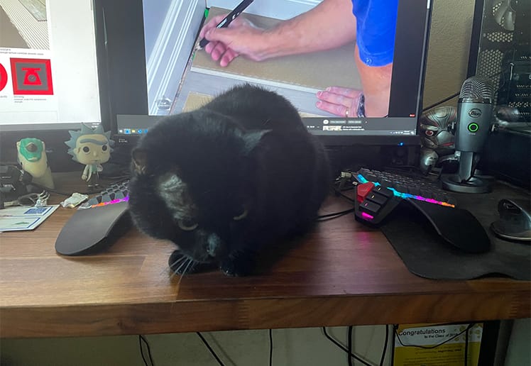 Bear the cat
