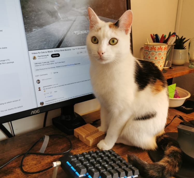 Lilith the cat