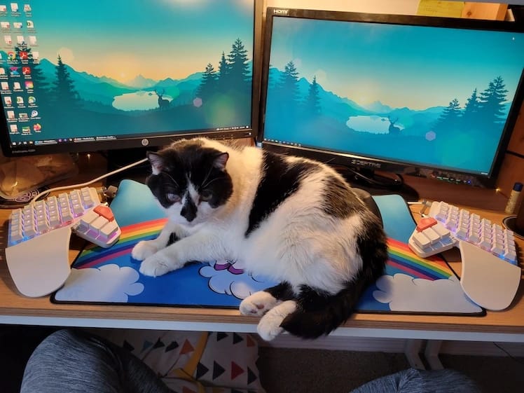 Mia the cat