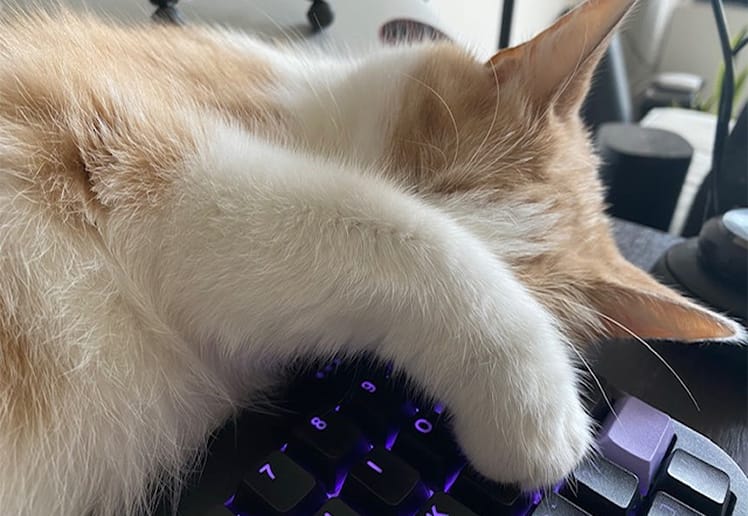 Toffee the cat