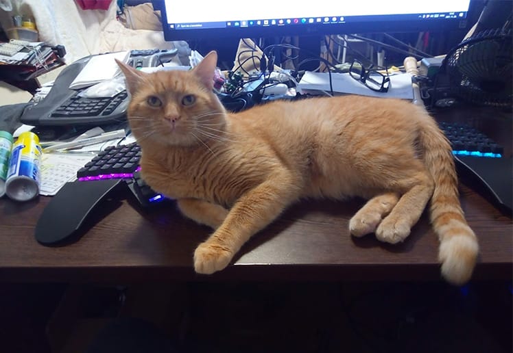 Twinkie the cat