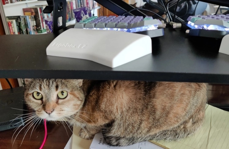 Piku the cat