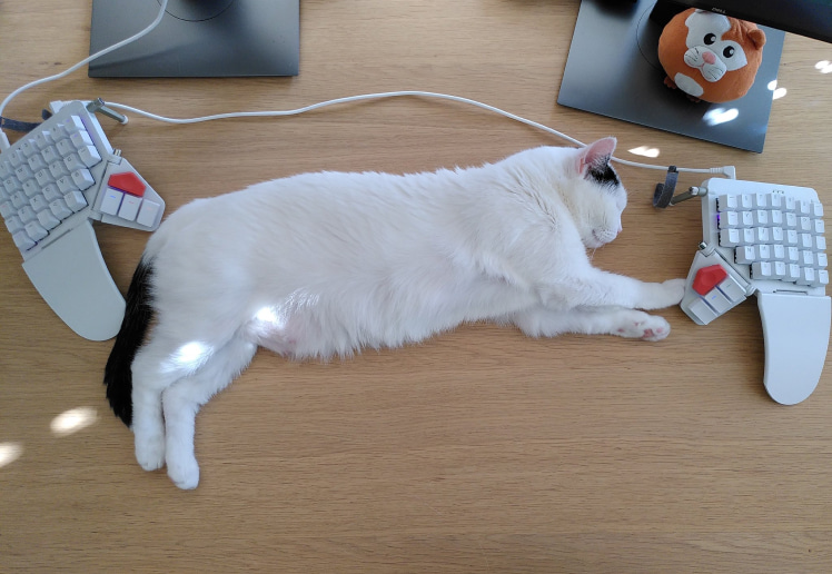 Ella the cat